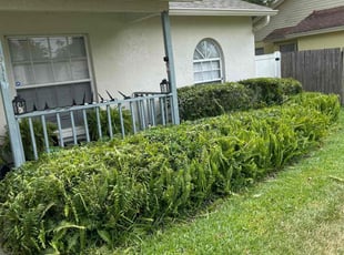 Bush Trimming by Carlton Calloway for Cheryl R. in Brandon, FL