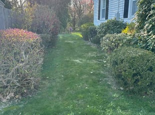Tangina S.'s Yard Cutting service result