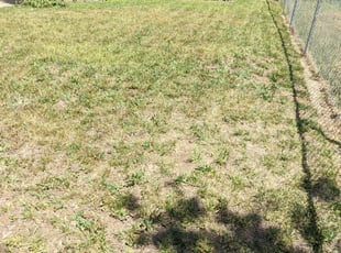 Mary D.'s Bush Trimming service result