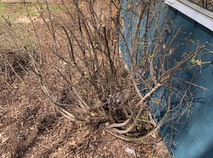 Bush Trimming by David Taylor for Anna L. in Denver, CO