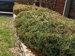 Bush Trimming by Danny Hernandez for Beverly F. in Calumet City, IL