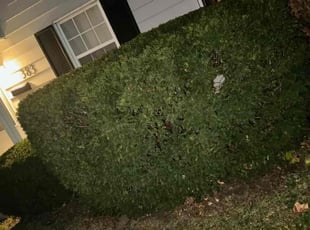 Bush Trimming by Edgar Hernandez for Pattie P. in Columbus, OH
