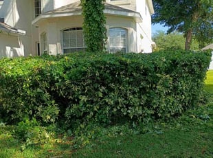 Bush Trimming by Willie Carmichael Jr for Charles J. in Ocoee, FL