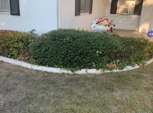 Bush Trimming by Jonathan Allen for Debbie S. in Sacramento, CA