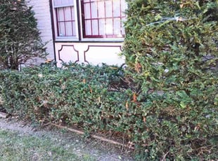 Bush Trimming by Ryan Ruby for Sherry M. in Kansas City, MO