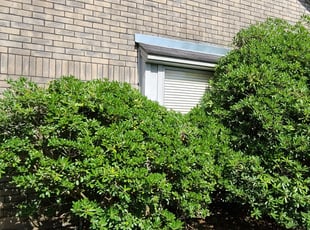 Bush Trimming by Agapito Rivera for Roy H. in Friendswood, TX