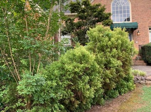 Bush Trimming by Donte Covington for Vickie T. in Marietta, GA