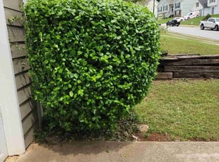 Bush Trimming by Carlos Wright for Thang L. in Lawrenceville, GA