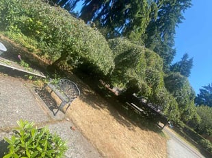 Bush Trimming by Richard Luiza Jr for Gaylon C. in Shoreline, WA