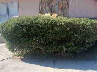 Bush Trimming by Jeff Owen for Rick Q. in Lakeland, FL