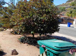 Bush Trimming by Dustyn Roberts for Lilian P. in San Diego, CA