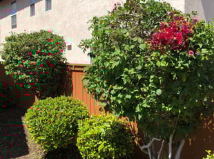 Bush Trimming by Joshua Ayala for Liz C. in Chula Vista, CA