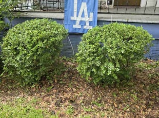 Baleigh S.'s Bush Trimming service result