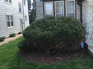 Bush Trimming by John McCardle for Dwayne B. in Milwaukee, WI