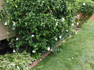 Bush Trimming by Damarcus Trotter for James G. in Lee's Summit, MO