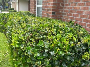 Bush Trimming by Shaun Waters for Teresita F. in Jacksonville, FL
