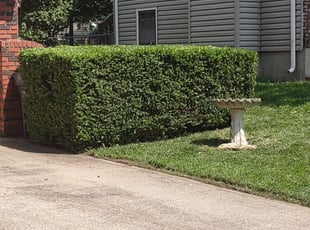 Bush Trimming by Melvin Lopez for Brenda B. in Olathe, KS