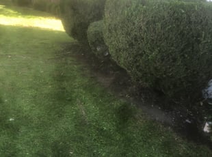 Bush Trimming by Carlos Medina for Jacqueline A. in Allen, TX