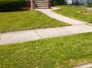 Bush Trimming by Dejuan Gordon for Cathy G. in Detroit, MI