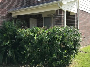 Bush Trimming by Briana Rivera for Trena W. in Rosenberg, TX