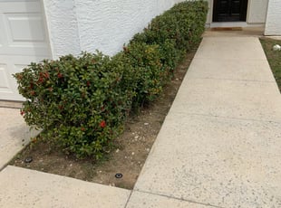 Jared Y.'s Flower Bed Weeding service result
