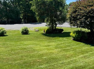 Silvia C.'s Lawn Mowing service result