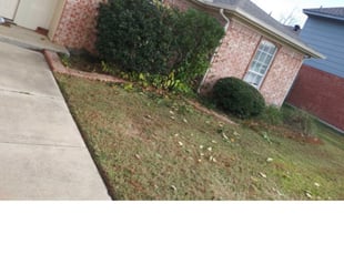 Bush Trimming by Norma Terry for Jonathan H. in Arlington, TX