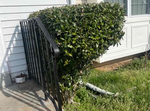Bush Trimming by Manny Chavez for Michele G. in Dumfries, VA