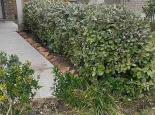 Bush Trimming by Gregorio Castruita for Dustin V. in Houston, TX