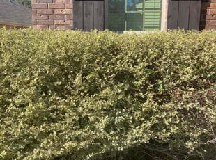 Bush Trimming by Fredrick Miller for John M. in San Antonio, TX