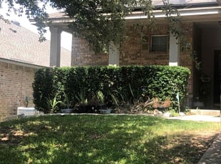 Bush Trimming by Noah Fiechtner for Danielle A. in Cedar Park, TX