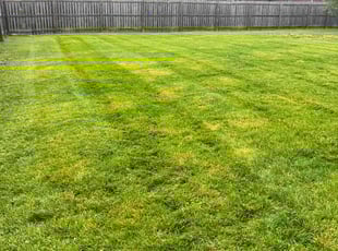 Shirley P.'s Lawn Mowing service result