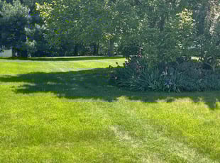 Nagg M.'s Lawn Mowing service result