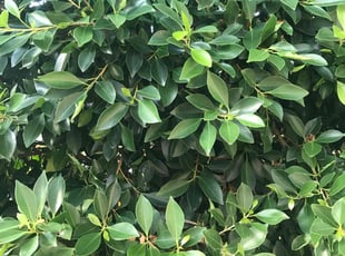 Bush Trimming by Christian Perez for Spencer B. in Lakewood, CA