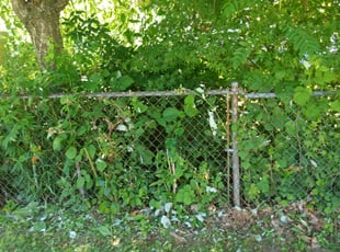Bush Trimming by Michael Guardino for Mike P. in Shelton, CT