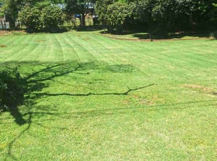 Erika B.'s Yard Cutting service result