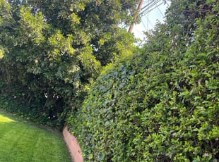 Bush Trimming by Fernando Gomez Rodriguez for Warres C. in Hawthorne, CA
