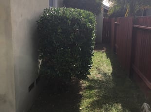 Bush Trimming by Mark Stephens for Joe G. in Torrance, CA