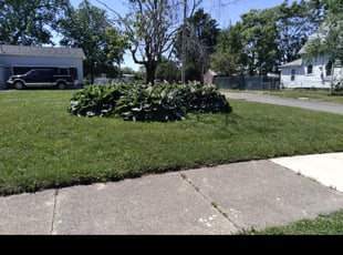 Bush Trimming by Thomas Swert for Richard M. in Toledo, OH