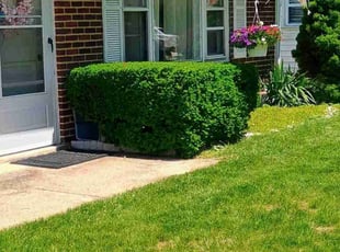 Bush Trimming by Martin Ortiz Cortez for BettyJane H. in Claymont, DE