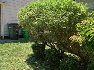 Bush Trimming by Charles Hinton for Carla F. in Euclid, OH