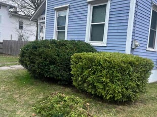 Bush Trimming by Ruben Fox for Gavin T. in New Britain, CT