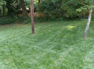 Nathan C.'s Yard Cutting service result