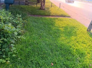 Nora B.'s Yard Cutting service result