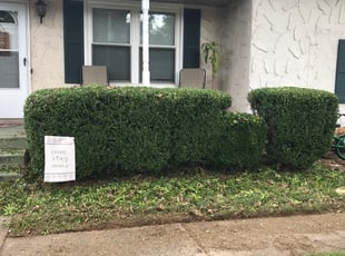 Bush Trimming by Cris Marchena for Brian H. in Green Hill, TN