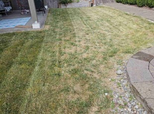 Dawne D.'s Lawn Mowing service result