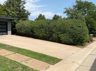 Bush Trimming by Jesse Nunez for Chelsea K. in Denver, CO