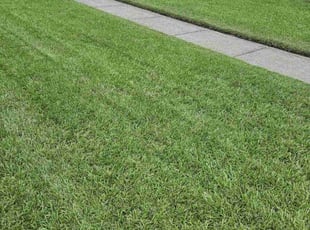 Daniel G.'s Lawn Maintenance service result