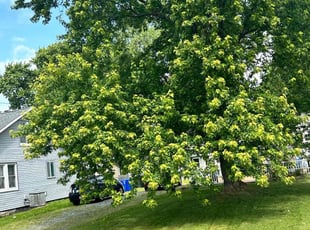 Bush Trimming by Shawn Fuller for Marneta W. in Bala Cynwyd, PA