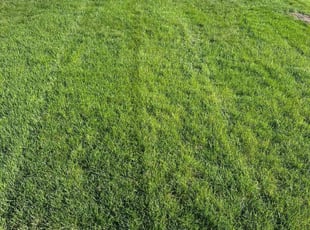 Timothy W.'s Yard Cutting service result
